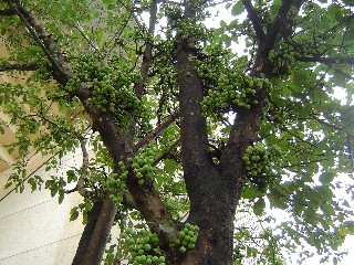 Tree with Grapes